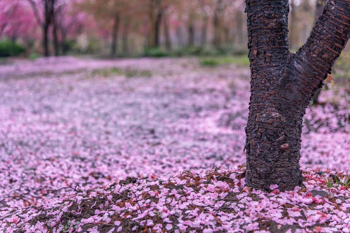 破灭归来，最新章节深度剖析与解读